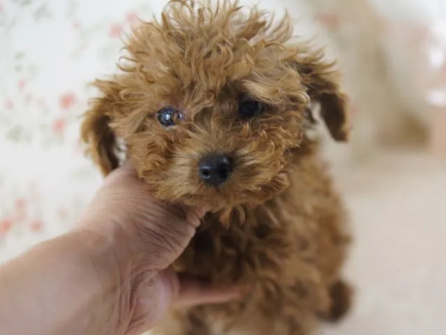 ID:1302-00269の子犬