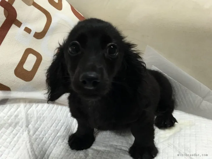 ID:1706-01071の子犬