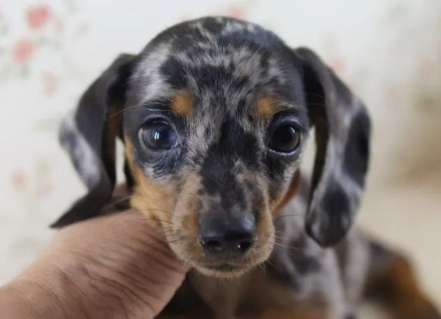 ID：1308-00641の子犬