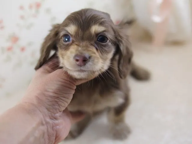 ID:1302-00151の子犬