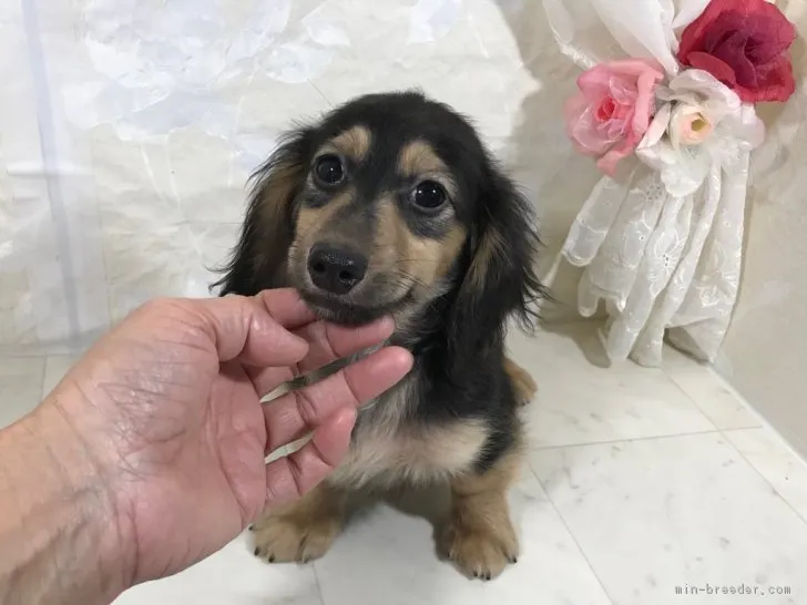ID:1901-00683の子犬