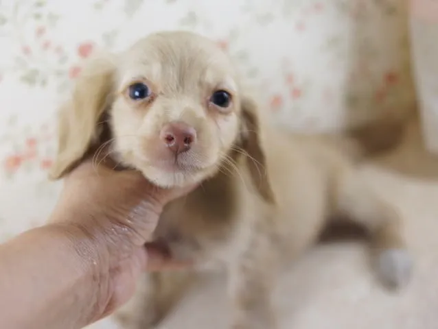 クジラッキー 様のお迎えした子犬