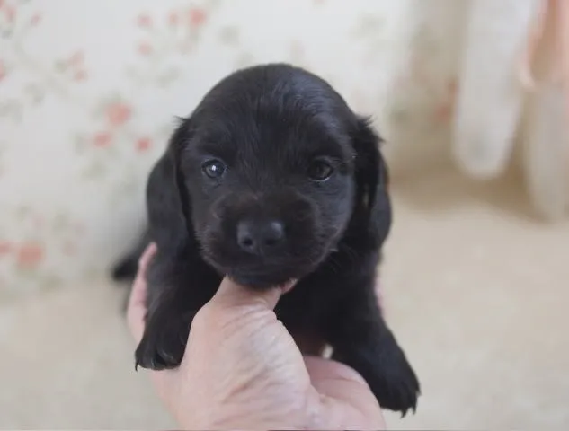 あるん 様のお迎えした子犬