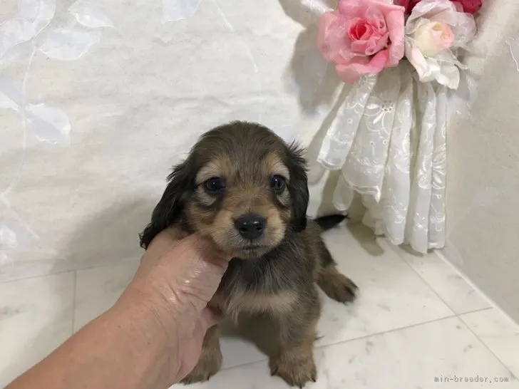 ID：1810-02577の子犬