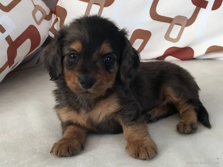 ID：1705-00369の子犬