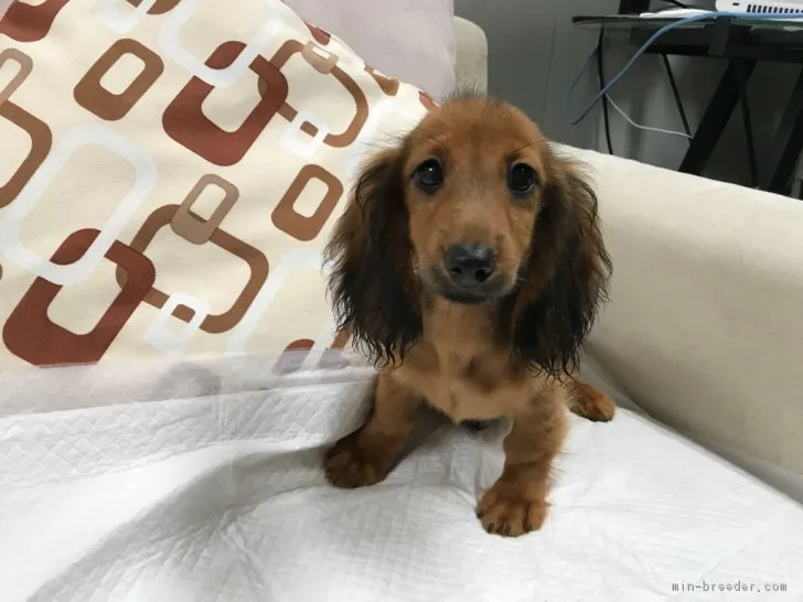 ID：1808-02996の子犬