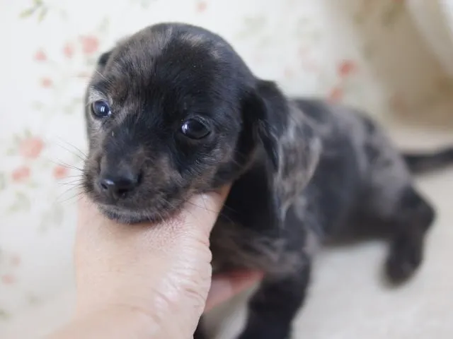 ID:1212-00826の子犬