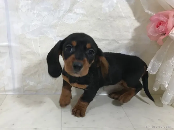 ID:1901-00908の子犬