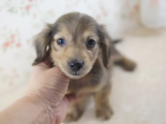 真奈 様のお迎えした子犬