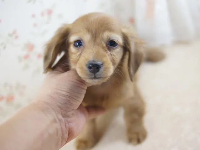 ID:1301-00462の子犬