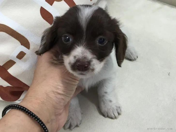 牧野義一 様のお迎えした子犬