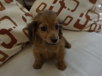 カニンヘンダックスフンド(ロング)【京都府・男の子・2014年3月6日・シェーデットレッド】の写真「」