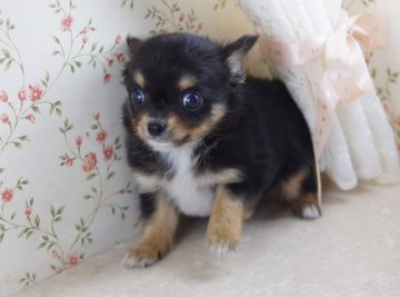 チワワ(ロング)【京都府・男の子・2013年5月28日・ブラック&タンホワイト】の写真「タンマーキングのはっきりしたイケメン君です。」