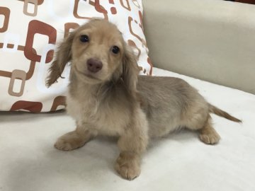 カニンヘンダックスフンド(ロング)【京都府・男の子・2016年11月21日・シェーデッドクリーム】の写真「お鼻は色が乗っていませんが優しいお顔の可愛い子です」