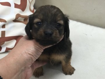 カニンヘンダックスフンド(ロング)【京都府・女の子・2017年3月10日・シェーデッドレッド】の写真「とても可愛いお顔です。」