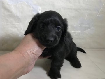 カニンヘンダックスフンド(ロング)【京都府・女の子・2018年2月20日・ブラックソリッド】の写真「珍しいブラックソリッドの女の子です。」