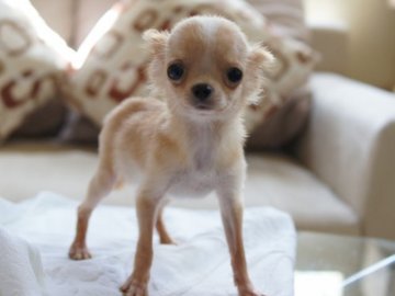 チワワ(ロング)【京都府・男の子・2012年2月8日・クリーム&ホワイト】の写真「」