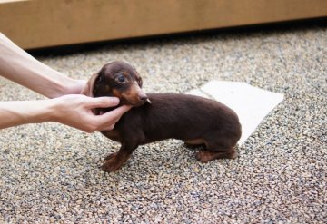 カニンヘンダックスフンド(スムース)【京都府・女の子・2011年5月22日・チョコレート＆タン】の写真「」