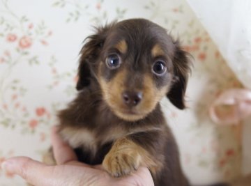 カニンヘンダックスフンド(ロング)【京都府・男の子・2012年9月10日・チョコ&タン】の写真「」