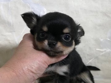 チワワ(ロング)【京都府・女の子・2018年2月11日・ブラック&クリーム】の写真「サイズ小さく可愛いお顔の女の子」