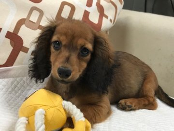 ミニチュアダックスフンド(ロング)【京都府・女の子・2019年7月2日・シェーデッドレッド】の写真「女の子らしい優しいお顔の子です。」