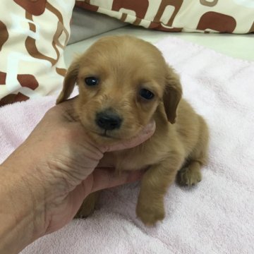 ミニチュアダックスフンド(ロング)【京都府・女の子・2017年1月19日・ゴールド】の写真「綺麗なゴールドの女の子です。」