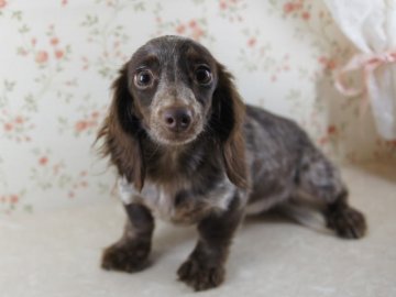 ミニチュアダックスフンド(ロング)【京都府・女の子・2012年2月5日・チョコレートパイボールド】の写真「」