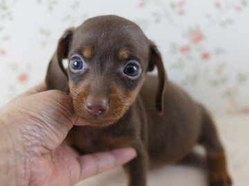 カニンヘンダックスフンド(スムース)【京都府・男の子・2012年7月14日・チョコ&タン】の写真「」