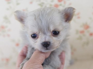 チワワ(ロング)【京都府・女の子・2013年11月20日・クリーム】の写真「サイズ小さな可愛いお顔の女の子」