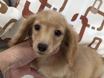 カニンヘンダックスフンド(ロング)【京都府・男の子・2016年9月23日・ゴールド】の写真「可愛いお顔と綺麗なゴールドの毛色が自慢です。」