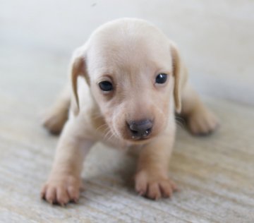 カニンヘンダックスフンド(スムース)【京都府・女の子・2011年8月27日・クリーム】の写真「」