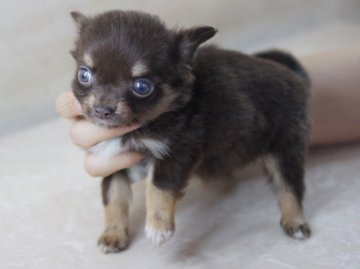 チワワ(ロング)【京都府・女の子・2012年3月23日・チョコ＆タンホワイト】の写真「」