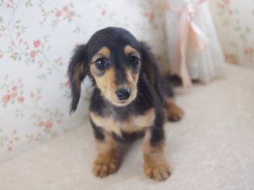 カニンヘンダックスフンド(ロング)【京都府・女の子・2013年10月30日・ブラック&タン】の写真「お顔がとても小さくドイツタイプの子犬で現在極小サイズです。」