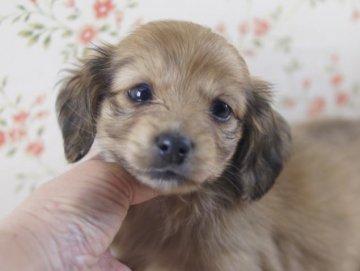 カニンヘンダックスフンド(ロング)【京都府・女の子・2013年11月16日・シェーデットクリーム】の写真「綺麗な毛質と毛吹きの良さ、可愛いお顔が自慢です。。」