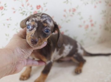 カニンヘンダックスフンド(スムース)【京都府・女の子・2013年7月4日・チョコレート&タンダップル】の写真「極小サイズの女の子です。」