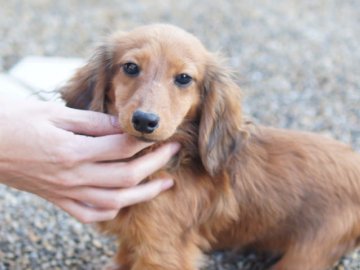 カニンヘンダックスフンド(ロング)【京都府・男の子・2013年5月28日・シェーデットレッド】の写真「サイズもコンパクトで男前君です。」