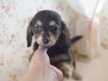 カニンヘンダックスフンド(ロング)【京都府・女の子・2014年3月5日・ブラッククリーム】の写真「」