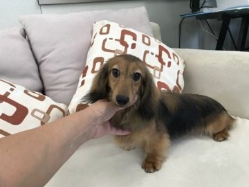 カニンヘンダックスフンド(ロング)【京都府・男の子・2017年9月12日・シェーデッドイエロー】の写真「男の子としてはサイズも小ぶりで綺麗な毛質が魅力の子」