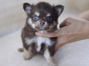 チワワ(ロング)【京都府・男の子・2012年3月23日・チョコ＆クリームホワイト】の写真「」