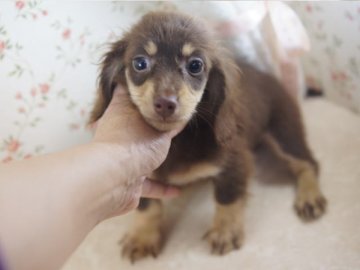 ミニチュアダックスフンド(ロング)【京都府・女の子・2013年5月22日・チョコ&クリーム】の写真「」