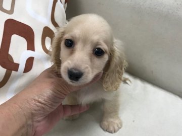 カニンヘンダックスフンド(ロング)【京都府・女の子・2018年3月31日・イエロー】の写真「上品なお顔で綺麗な毛質の女の子です。」