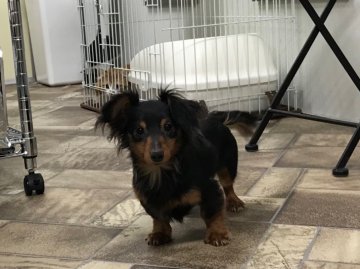 カニンヘンダックスフンド(ロング)【京都府・男の子・2017年5月27日・ブラック&タン】の写真「極小サイズの性格の可愛い子です。」