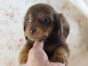カニンヘンダックスフンド(ロング)【京都府・男の子・2012年11月4日・チョコ&タン】の写真「」