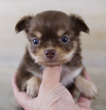 チワワ(ロング)【京都府・男の子・2011年4月29日・チョコレート＆クリーム】の写真「」