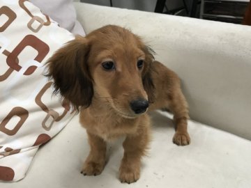 ミニチュアダックスフンド(ロング)【京都府・男の子・2017年6月10日・シェーデッドレッド】の写真「サイズコンパクトで可愛いお顔です。」