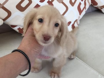 カニンヘンダックスフンド(ロング)【京都府・男の子・2016年11月21日・クリーム】の写真「綺麗な毛質と綺麗な毛色が魅力の男の子です。」