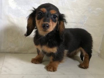 カニンヘンダックスフンド(ロング)【京都府・女の子・2017年12月10日・ブラック&タン】の写真「サイズ小さく上品で女の子らしいお顔が魅力の子です。」