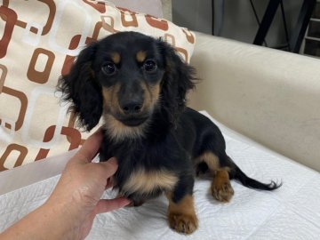 カニンヘンダックスフンド(ロング)【京都府・男の子・2019年9月3日・ブラック&タン】の写真「レベルの良いバランスの取れた子です。」