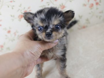 チワワ(ロング)【京都府・女の子・2013年5月20日・ブルーマール】の写真「サイズ小さく鼻の詰まった綺麗な柄の可愛い女の子です。」
