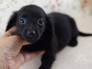 ミニチュアダックスフンド(ロング)【京都府・女の子・2012年6月8日・ブラックソリッド】の写真「」